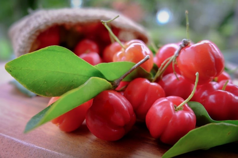 Acérola, cerise d’Amazonie, aliment anti-âge et revitalisant