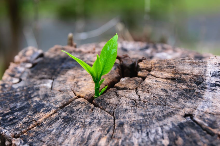 Améliorer son capital santé et son bien-être, augmenter sa longévité avec l’alimentation vivante, 1er pilier en naturopathie