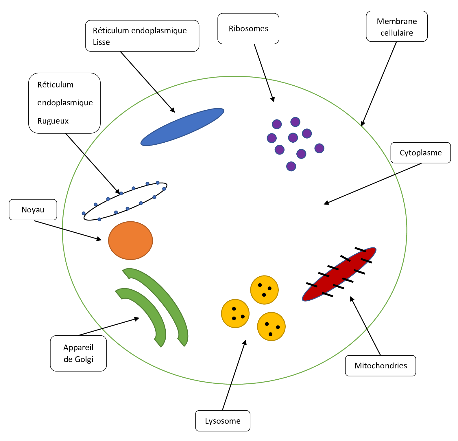 L’anatomie et la physiologie de la cellule