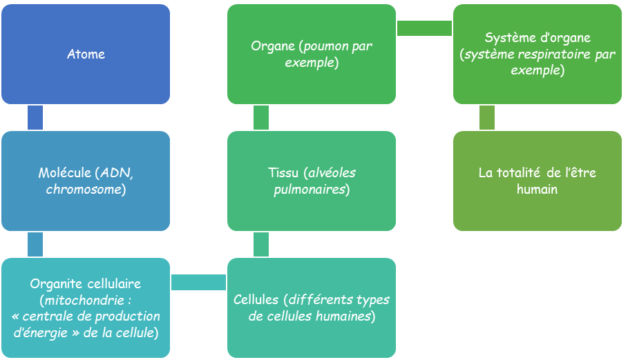 L’anatomie et la physiologie de la cellule