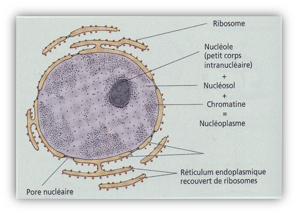 L’anatomie et la physiologie de la cellule