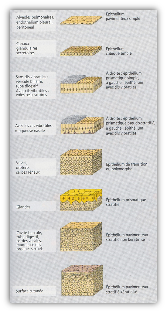 L’anatomie et la physiologie de la cellule