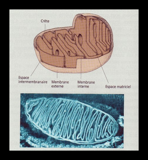 Formation en sciences humaines : Les dysfonctions mitochondriales et leurs conséquences sur la santé