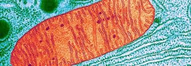 Formation en sciences humaines : Les dysfonctions mitochondriales et leurs conséquences sur la santé