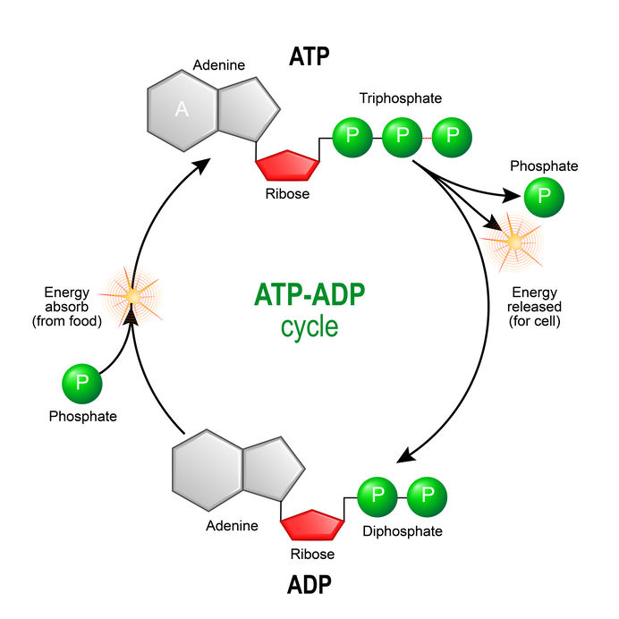 la coenzyme NADH