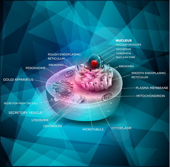 la coenzyme NADH