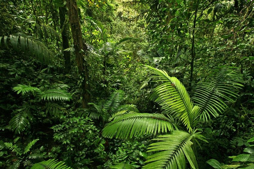 L’utilisation des plantes adaptogènes (ginseng, éleuthérocoque, ashwagandha) en naturopathie pour augmenter l’énergie vitale