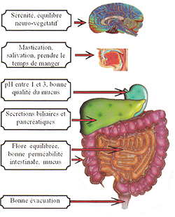 schema